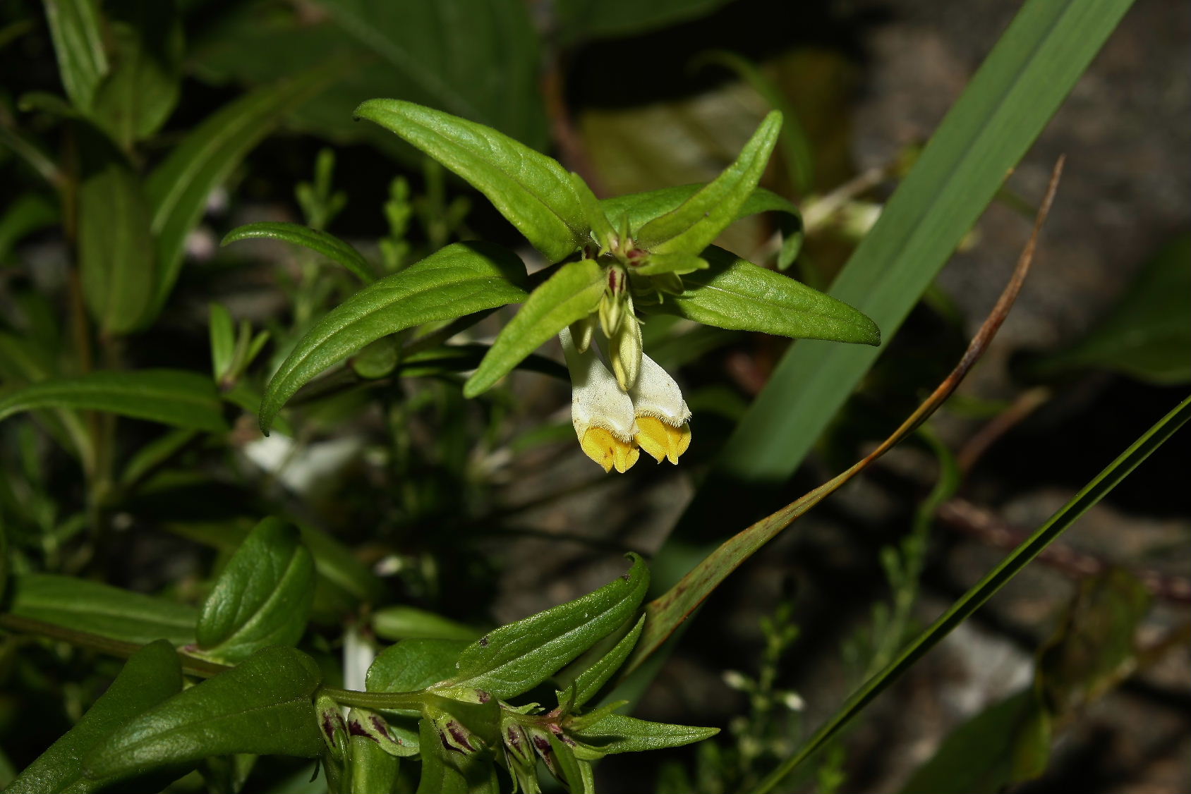 melampyrum pratense ? 1dic